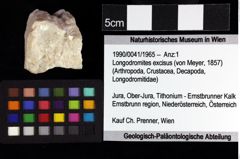 Foto (Objket + Etiketten) von Longodromites excisus (von Meyer, 1857) 